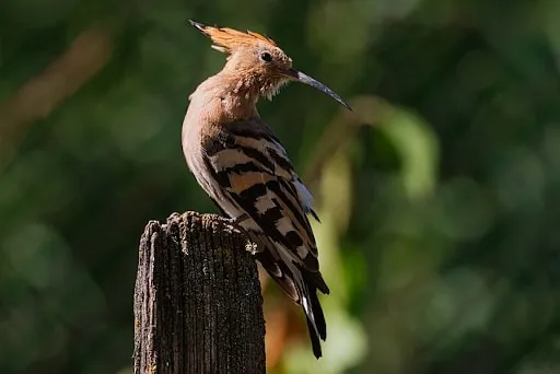 Quale uccello è raffigurato nella foto?