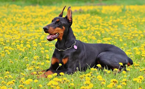 Che razza di cane vedi nella foto?
