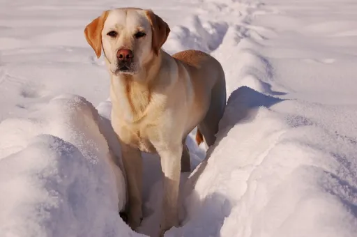 Che razza di cane vedi nella foto?